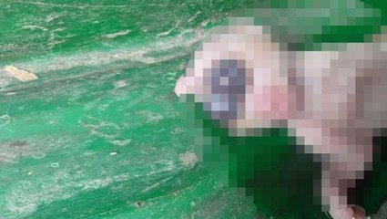 Yeni doğan kedi, uğursuz ilan edilip odaya kapatıldı