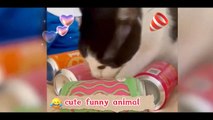 Funny Animal Videos 2022  ,Funniest Cats And Dogs Videos, cute animel   #15