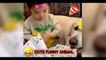 Funny Animal Videos 2022 , Funniest Cats And Dogs Videos, cute animel  #13