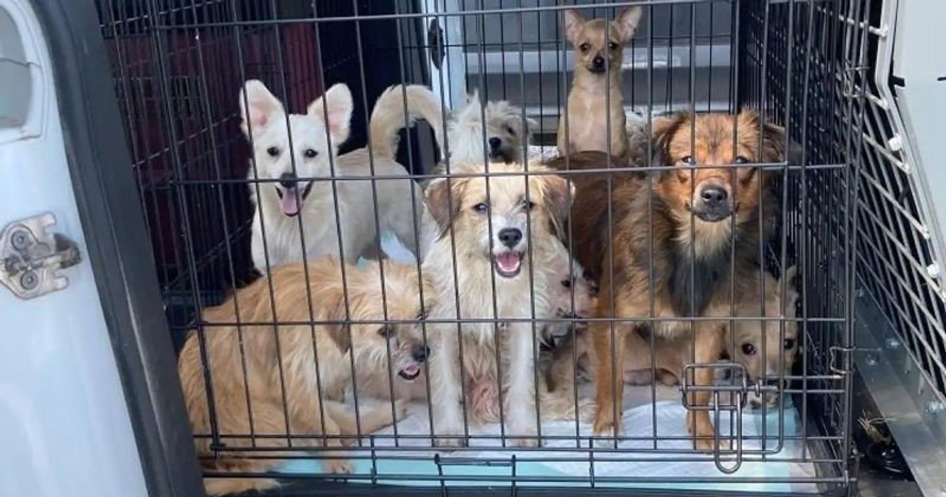 Dans l'Ohio, un refuge a sauvé 80 chiens qui vivaient dans des conditions insalubres