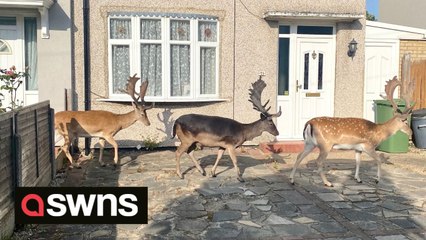 Herd of cheeky deer make themselves at home in suburban London neighbourhood