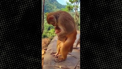 Anne maymun, can çekişen yavrusunu heimlich manevrasıyla kurtardı