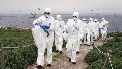 İngiltere'de kuş gribi alarmı! Farne Adaları'nda 3 binden fazla kuş ölü bulundu
