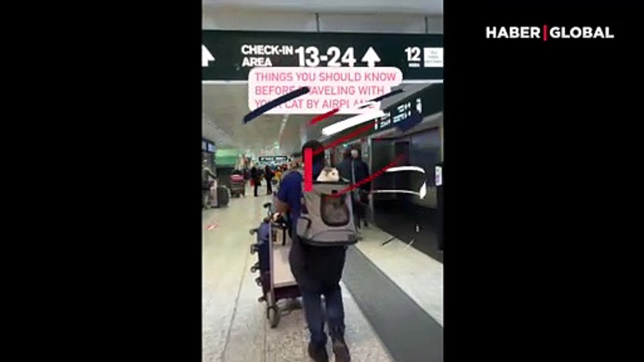 Sırtında üç kedisi ile dünyayı gezen avukat viral oldu