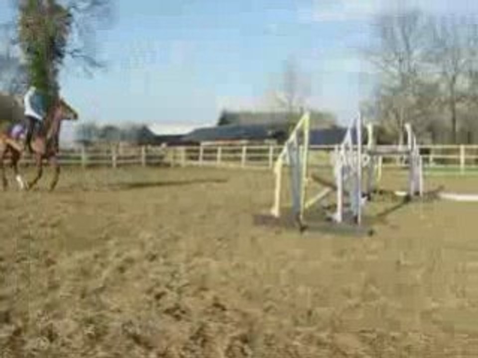 Stunning Warmblood
