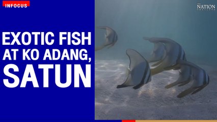 Exotic fish at Ko Adang, Satun | The Nation