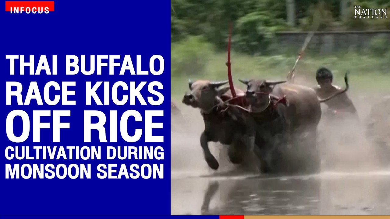 Thai buffalo race kicks off rice cultivation during Monsoon season | The Nation