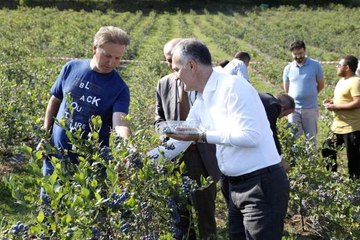 Yaban Mersini hasadı başladı