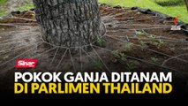 Pokok ganja ditanam di Parlimen Thailand