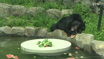 [서울] 활어로 몸보신하고 진흙 목욕...서울대공원 동물들 여름나기 행사 / YTN