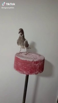 Pigeons don't go down