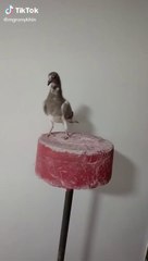 Pigeons don't go down