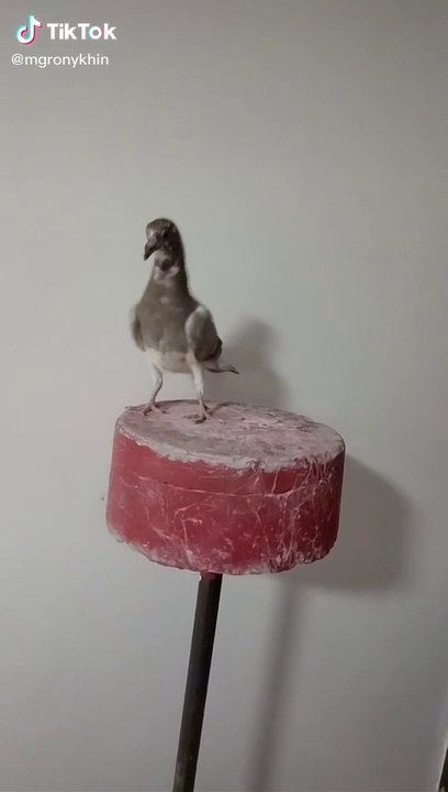 Pigeons don't go down