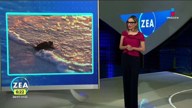 Liberan a crías de tortuga carey en Yucatán