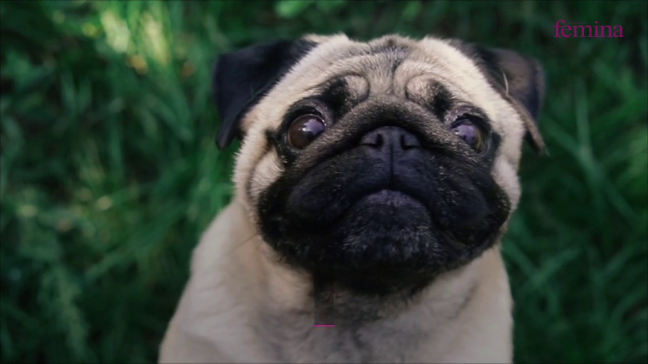 Les hypertypes du chien : un concept déviant et dangereux qui modifie ...