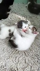 pexels-grasya-moon-9221292