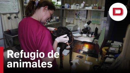 El refugio de animales en Ciudad del Cabo desbordado en los difíciles meses de invierno