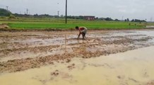 নেই পর্যাপ্ত বৃষ্টি, কেনা জলেই ধানচাষ করছেন কৃষকেরা | Oneindia Bengali