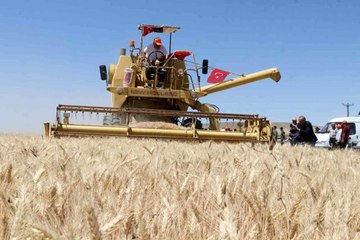 Aksaray'da halis ekmeklik buğdayın deneme ekiminin hasadı yapıldı