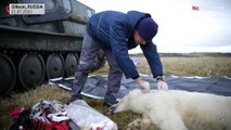 نجات خرسی قطبی در روسیه که قوطی فلزی شیر در دهانش گیر کرده بود