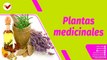 Buena Vibra | Bondades de las plantas medicinales