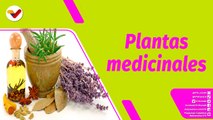 Buena Vibra | Bondades de las plantas medicinales