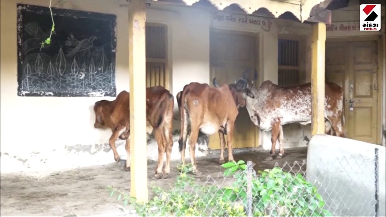 Video: લમ્પી સ્કીન ડીસીઝની સમીક્ષા થશે, સીનીયર...