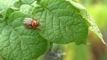 Le doryphore, l'insecte qui fait repousser ses muscles