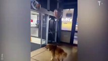 Les retrouvailles à l'aéroport entre ce chien et sa maitresse sont incroyable !