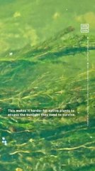 How Released Goldfish Harm Ecosystems