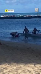 Nursing Monk Seal Attacks Swimmer in Hawaii