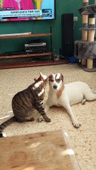 Cat Gives Face Massage to Dog