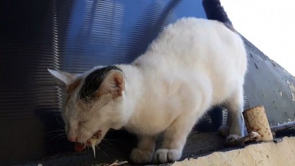 Kucing makan lagi ngomel
