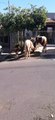 Moradora do Jardim Ipê se queixa de cavalos soltos nas ruas do bairro