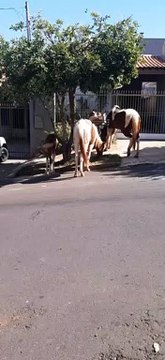Moradora do Jardim Ipê se queixa de cavalos soltos nas ruas do bairro
