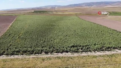 Yağlık ayçiçeği tarlaları yüzleri güldürdü: Çiftçi yüksek verim bekliyor