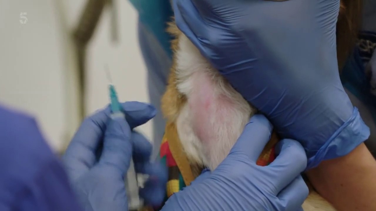 The Dog Rescuers with Alan Davies S11E04