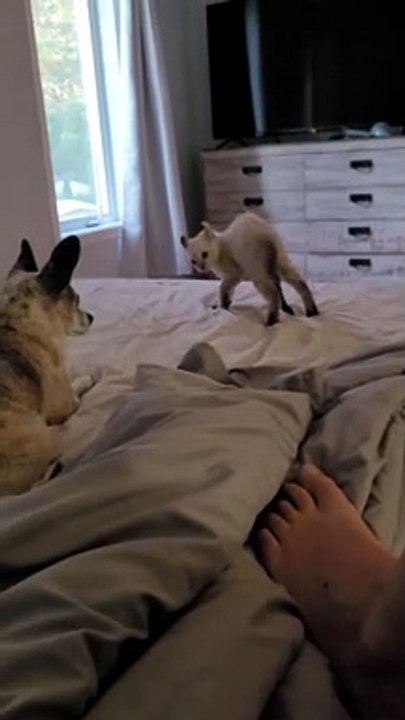 Baby Lynx Looks for Trouble With Chihuahua