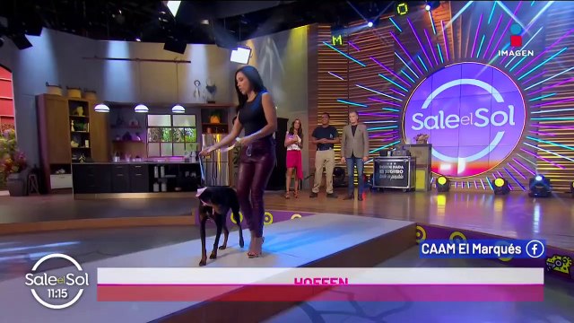 Perritos rescatados por el CAAM vienen al foro para ser adoptados