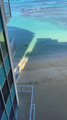 Monk Seal Attacks Tourist