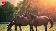 Caballo murió por golpe de calor en España; reactivan campaña contra carrozas