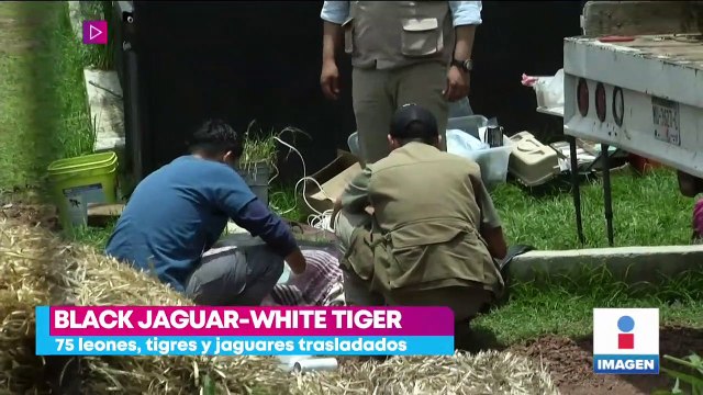 Suman 75 felinos trasladados desde Black Jaguar-White Tiger a diferentes zoológicos