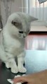Cute Cats Can Be Understand Funny Videos#shorts #cat #comedy #cats