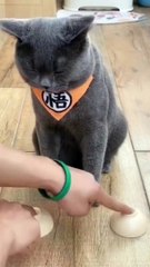 Prank With Cute Cat Very Funny cat video#shorts #cat #comedy #cats