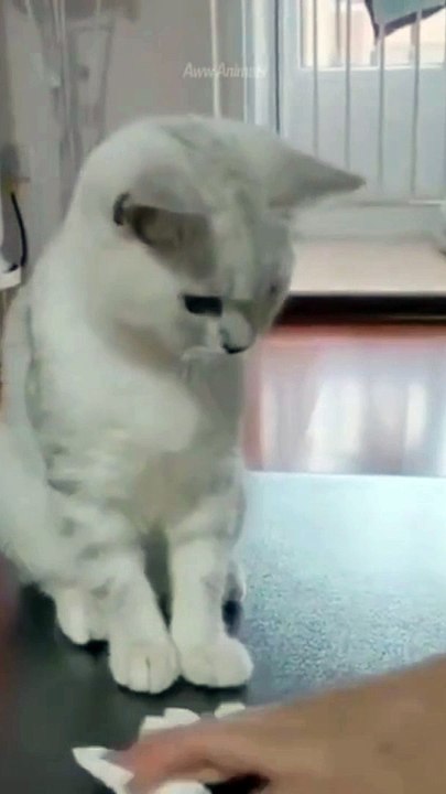 Funny cats Can Be Stand On Their Legs ☠️#shorts #cat #comedy #cats