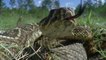 Study: Rattlesnakes benefit from climate change impacts