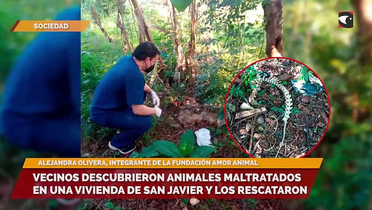 Denunciaron a un vecino que se alimentaba de perros y gatos en San Javier