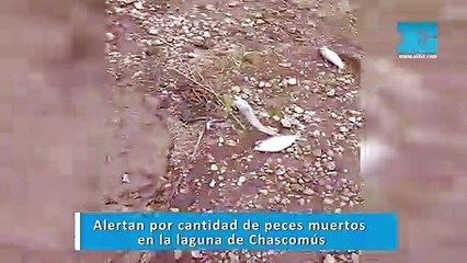 Alertan por cantidad de peces muertos en la laguna de Chascomús