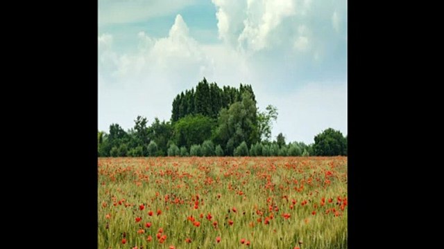 Breve Orchestra: Bwv 5 - Wo Soll Ich Fliehen Hin by Johann Sebastian Bach