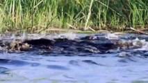 Crocodile is King Swamp! Two Male Lion Protect Yourself From Crocodile In River - Lion vs Crocodile